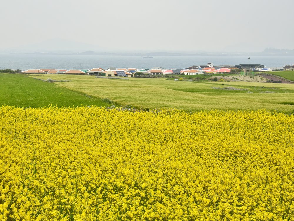 유채꽃